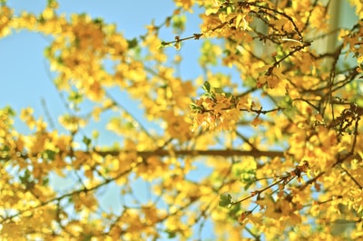 黄色花瓣花的选择性聚焦照片